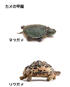 カメという生き物について